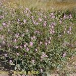 Erodium glaucophyllum ᱛᱟᱦᱮᱸ