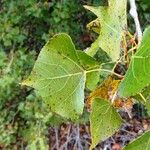 Populus nigra Folha