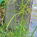 Cyperus imbricatus Habit