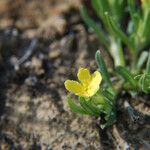 Lithospermum incisum Хабит