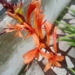 Chasmanthe floribunda Virág