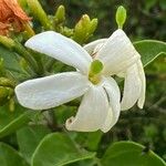 Turraea mombassana 花