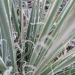 Yucca angustissima Leaf