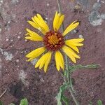 Gaillardia pinnatifida Blomma