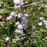 Astragalus austriacus Flower