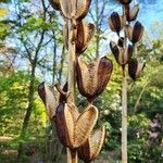 Cardiocrinum giganteum 果實