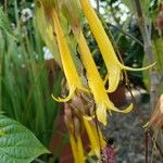 Deppea splendens