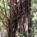 Ficus altissima Habit