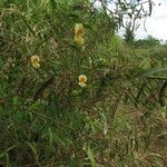 Aeschynomene americana Fruit