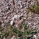 Artemisia arborescens Habit