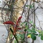 Pistacia terebinthus 花