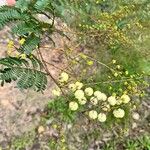 Acacia terminalis Fiore