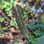 Setaria verticillata Λουλούδι