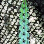 Cereus aethiops Habit