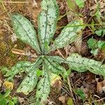 Pulmonaria longifoliaBlad