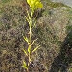 Erucastrum nasturtiifolium Frukt