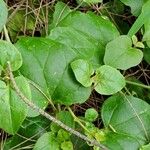 Commicarpus plumbagineus Blatt