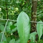 Ardisia elliptica Blatt