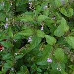 Priva lappulacea 形态