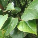 Exbucklandia populnea Hoja
