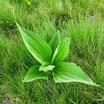 Gentiana lutea Habitus