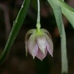 Dichaea panamensis Flower