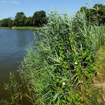 Phragmites australis Хабит