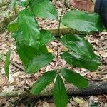 Platymiscium pinnatum Leaf