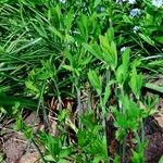 Baptisia australis Feuille