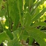 Anchusa italica Habitus