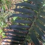 Encephalartos trispinosus 葉