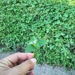 Calyptocarpus vialis Hoja
