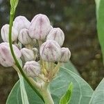 Calotropis giganteaFruit