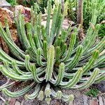 Euphorbia avasmontana Plante entière