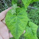 Matelea reticulata List