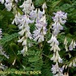 Vicia sylvatica Autre