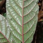 Euclinia longiflora Blatt