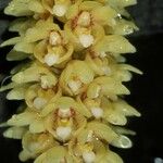 Pomatocalpa spicatum Flower