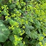 Alchemilla acutiloba Цвят