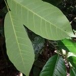 Aspidosperma myristicifolium Hoja