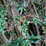 Berberis gagnepainii Habitat