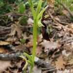Ophrys insectifera Квітка