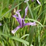 Iris lactea 花