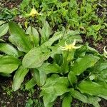 Erythronium americanum Habitat