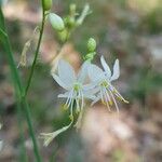 Anthericum ramosum Fula