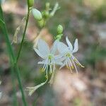 Anthericum ramosum 花