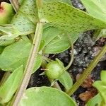 Lysimachia arvensis Frutto