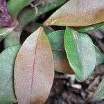 Eugenia uniflora Likasa
