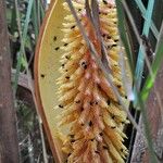 Attalea humilis Flor