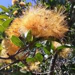 Stifftia chrysantha Fleur